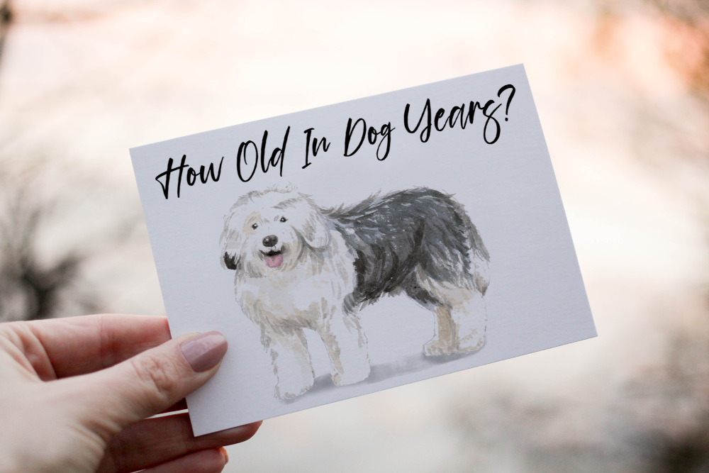 Old English Sheepdog Birthday Card, Dog Birthday Card - Click Image to Close